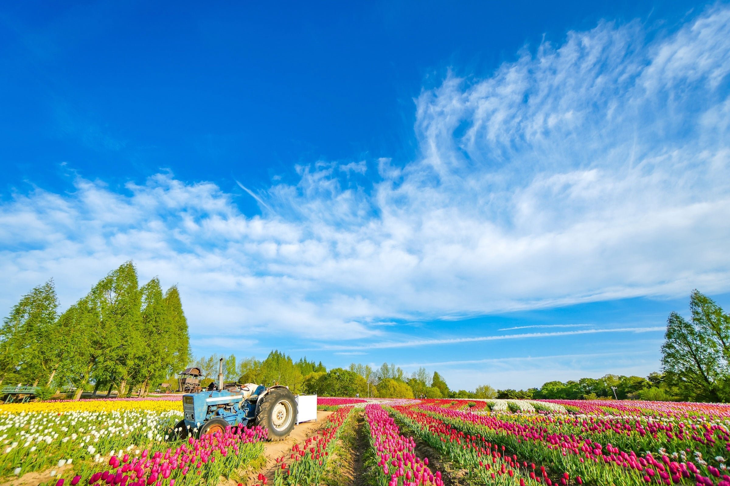 🌷 세라 고원 농장(세라코겐노조) 이미지 1